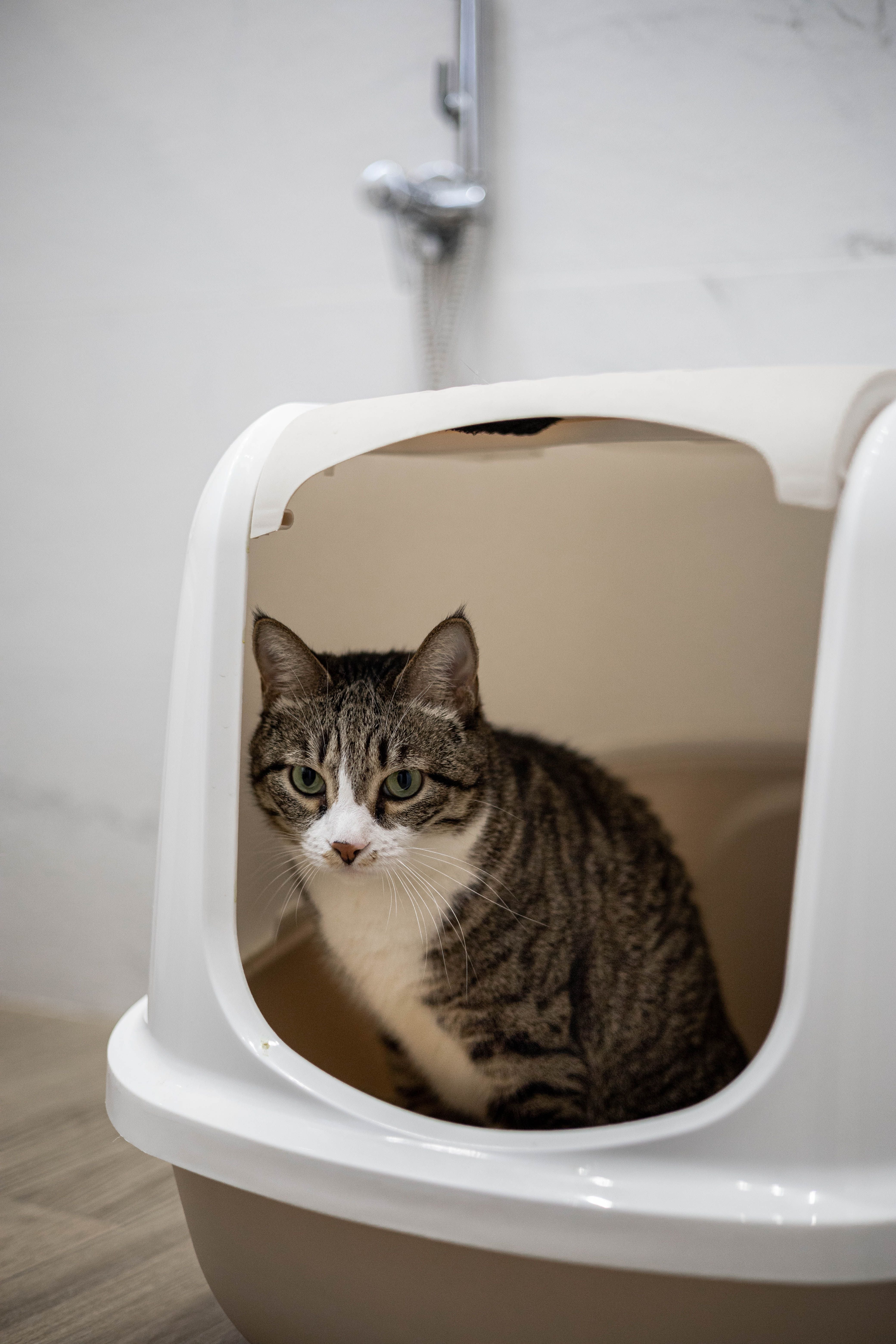 What Happens If You Put Kitty Litter In The Toilet? What Happens If You Put Kitty Litter In The Toilet?
